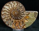 Polished Ammonite Pair With Crystal Pockets #11790-3